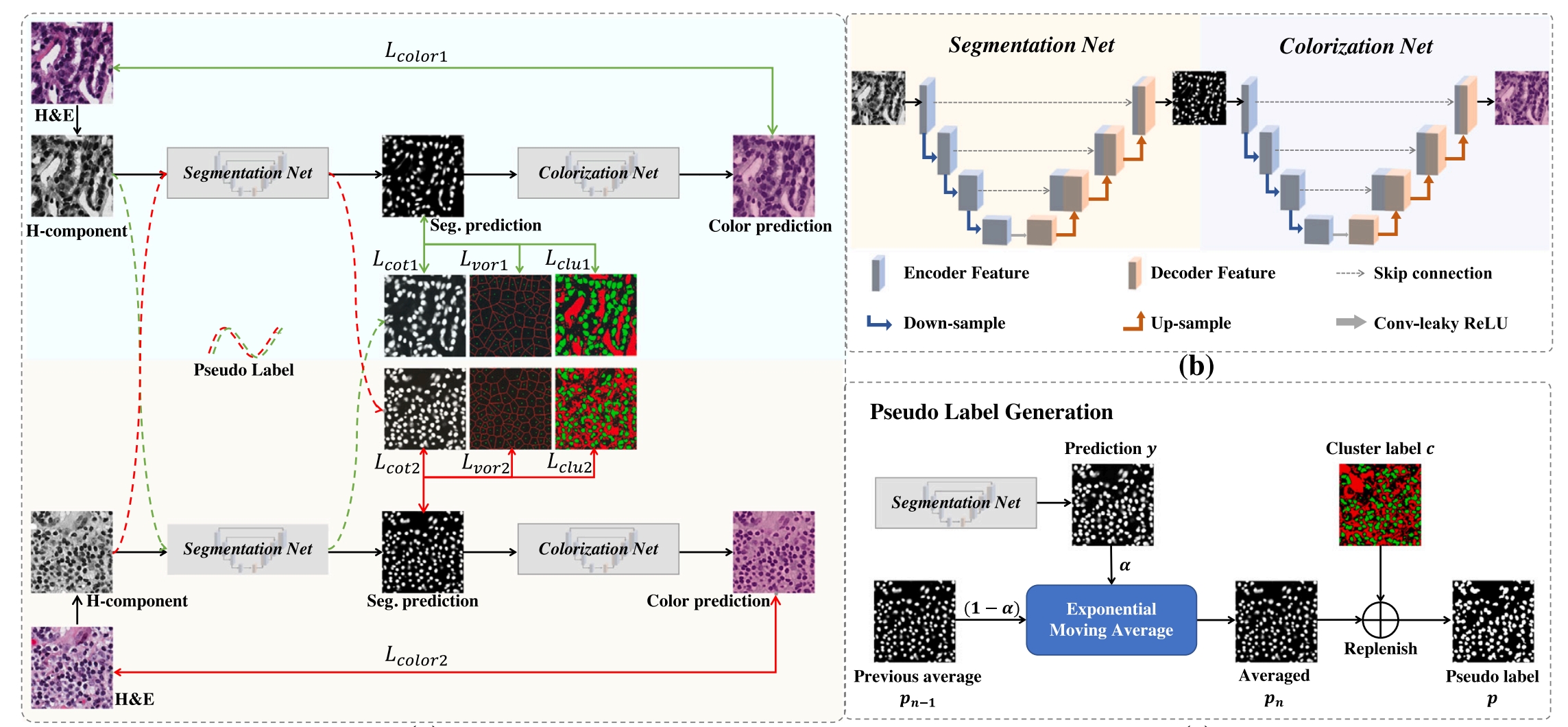 Nuclei segmentation with point annotations from pathology images via self-supervised learning and co-training