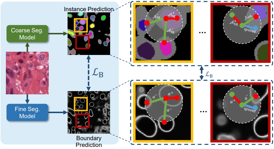 BoNuS: Boundary Mining for Nuclei Segmentation with Partial Point Labels